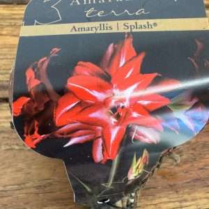 Bolbo Amaryllis 'Splash'