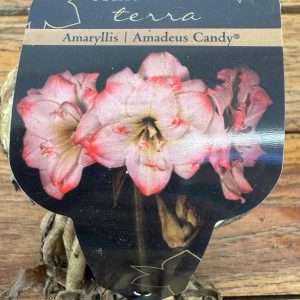 Bolbo Amaryllis 'Amadeus Candy'