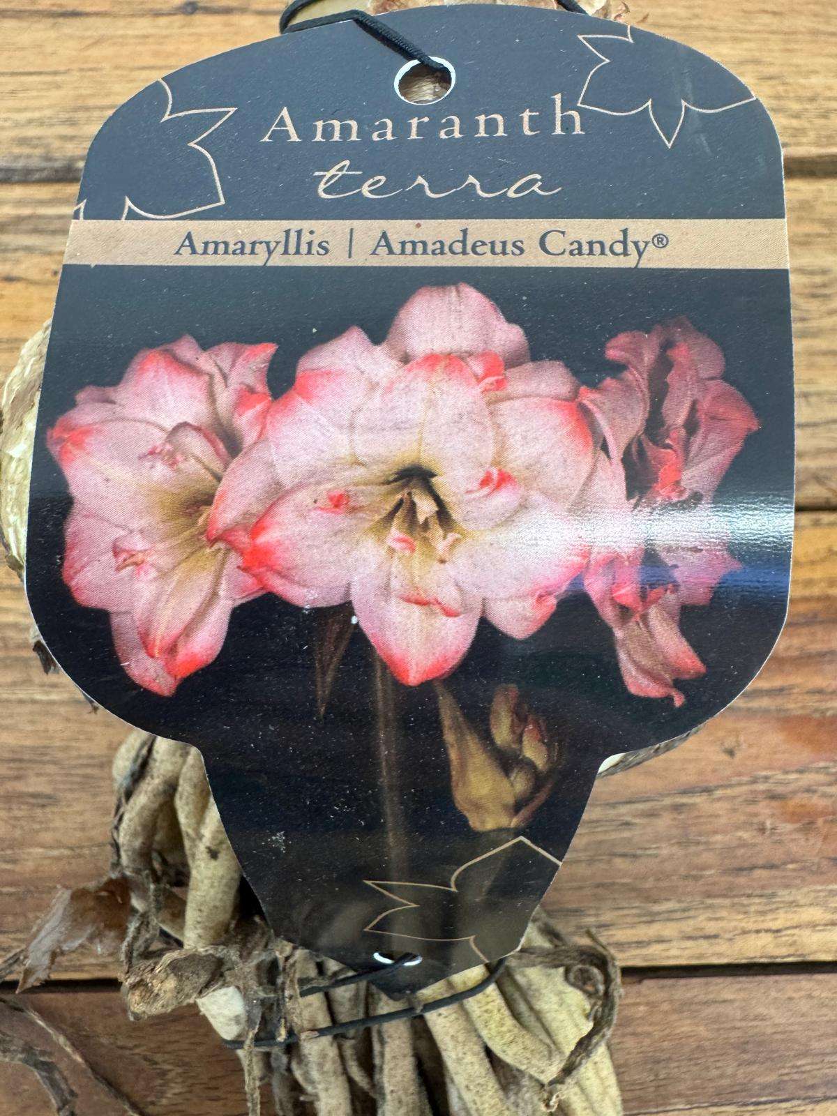 Bolbo Amaryllis 'Amadeus Candy'