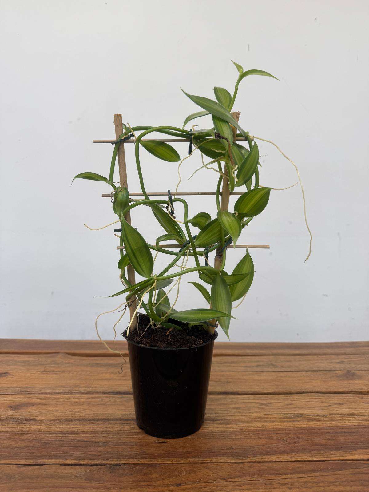 Vanilla Planifolia Espaldarte - V.12 - Image 3