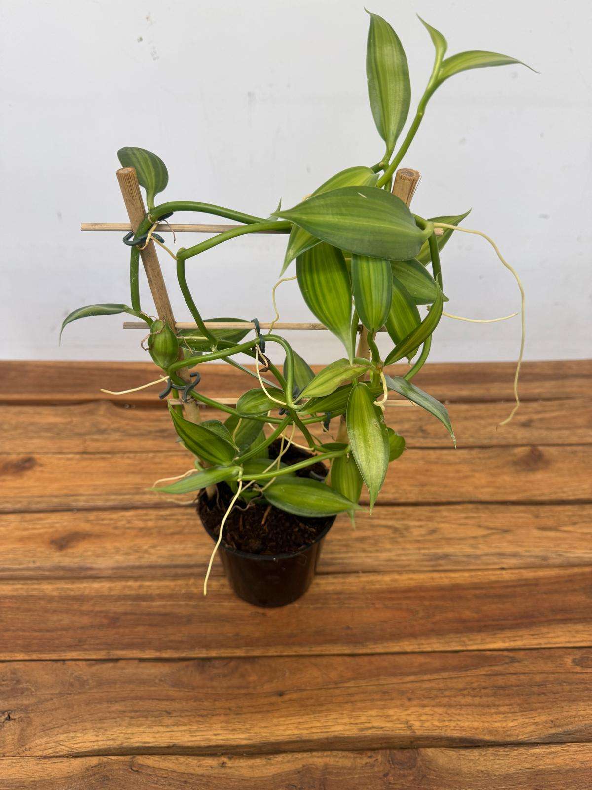 Vanilla Planifolia Espaldarte - V.12 - Image 2