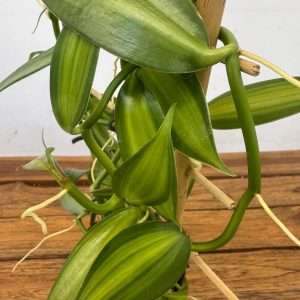 Vanilla Planifolia Espaldarte - V.12