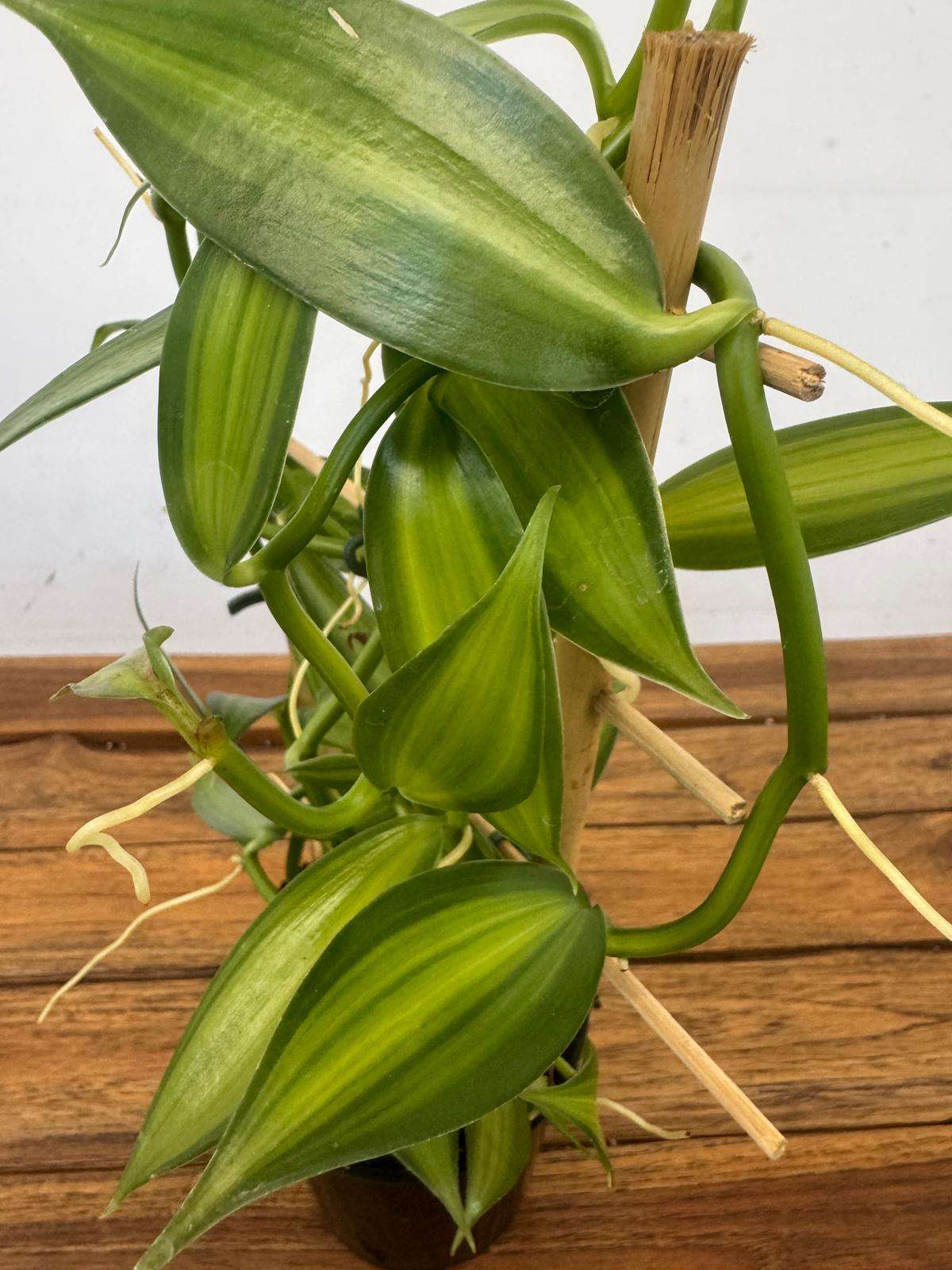 Vanilla Planifolia Espaldarte - V.12