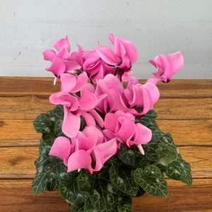 Cyclamen Persicum Compact - V.12