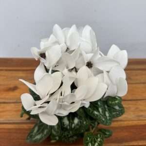 Cyclamen Persicum Compact - V.12