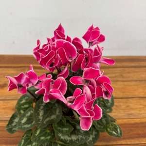 Cyclamen Persicum Compact - V.12