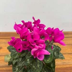 Cyclamen Persicum Compact - V.12