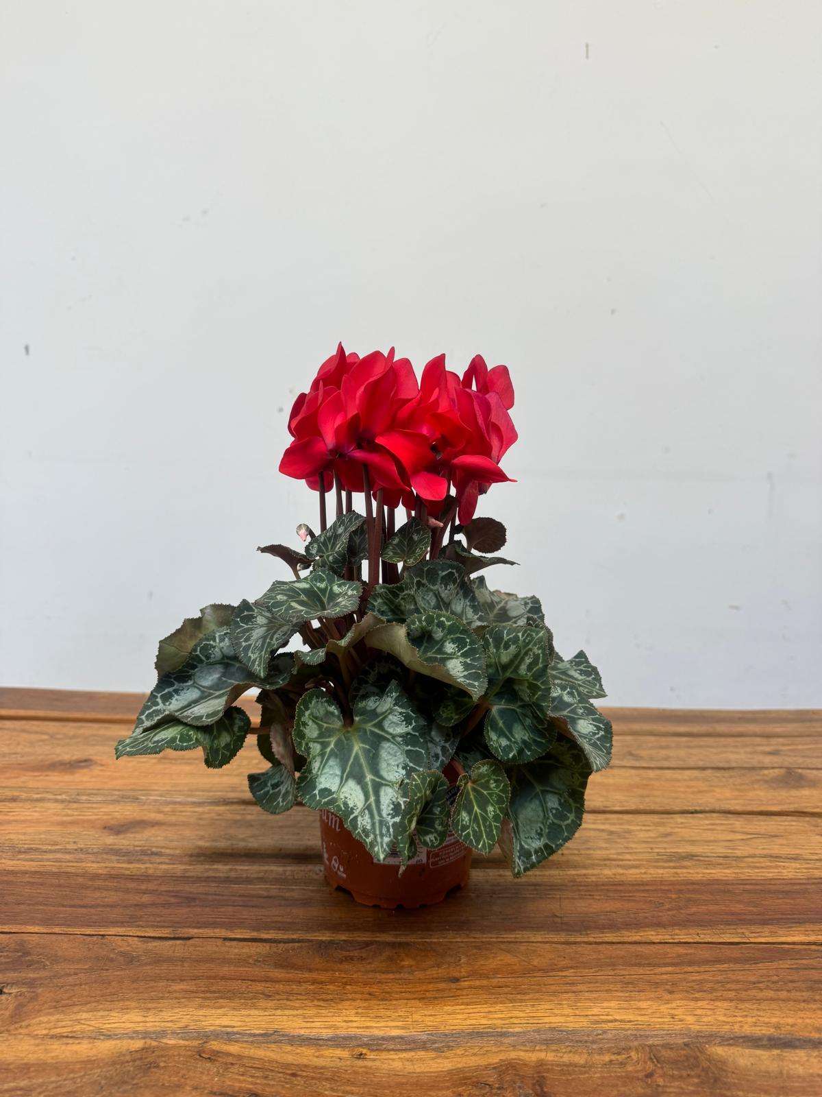 Cyclamen Persicum Compact - V.12 - Image 2
