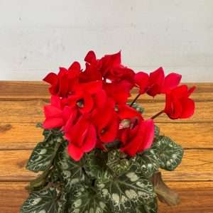 Cyclamen Persicum Compact - V.12