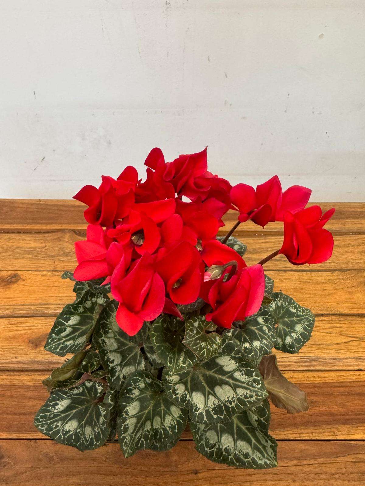 Cyclamen Persicum Compact - V.12
