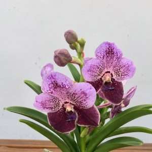 Vanda Hybriden