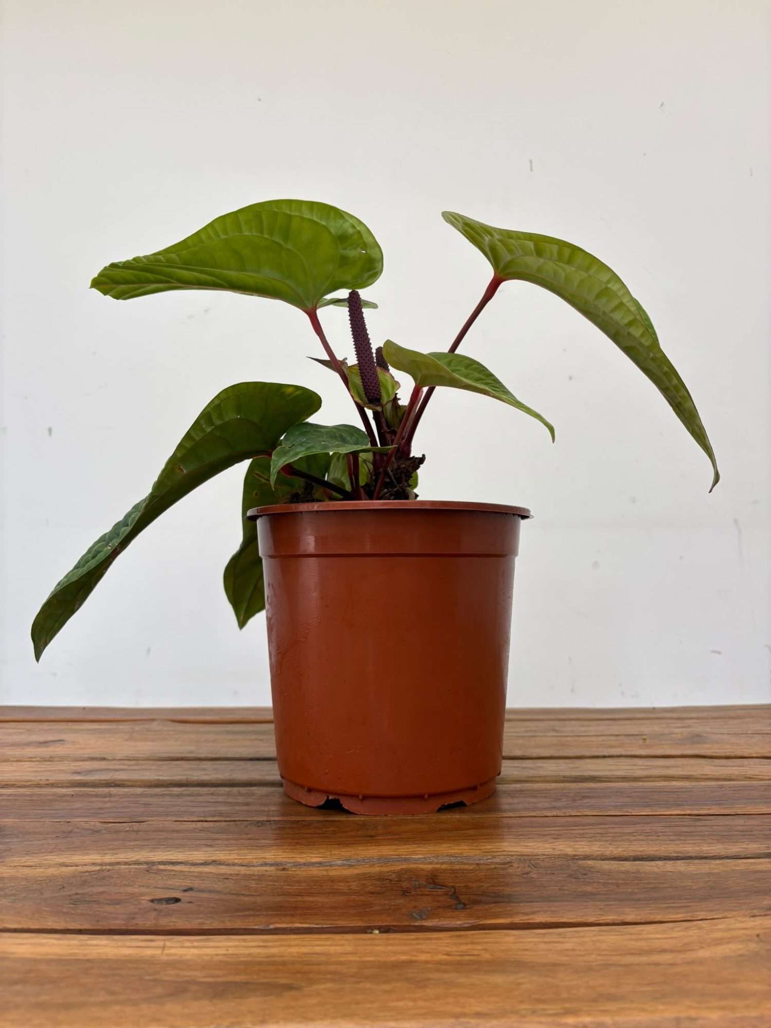 Anthurium 'Luxurians x Radicans' - V.21 - Image 2