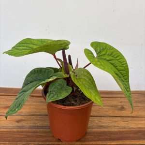 Anthurium 'Luxurians x Radicans' - V.21