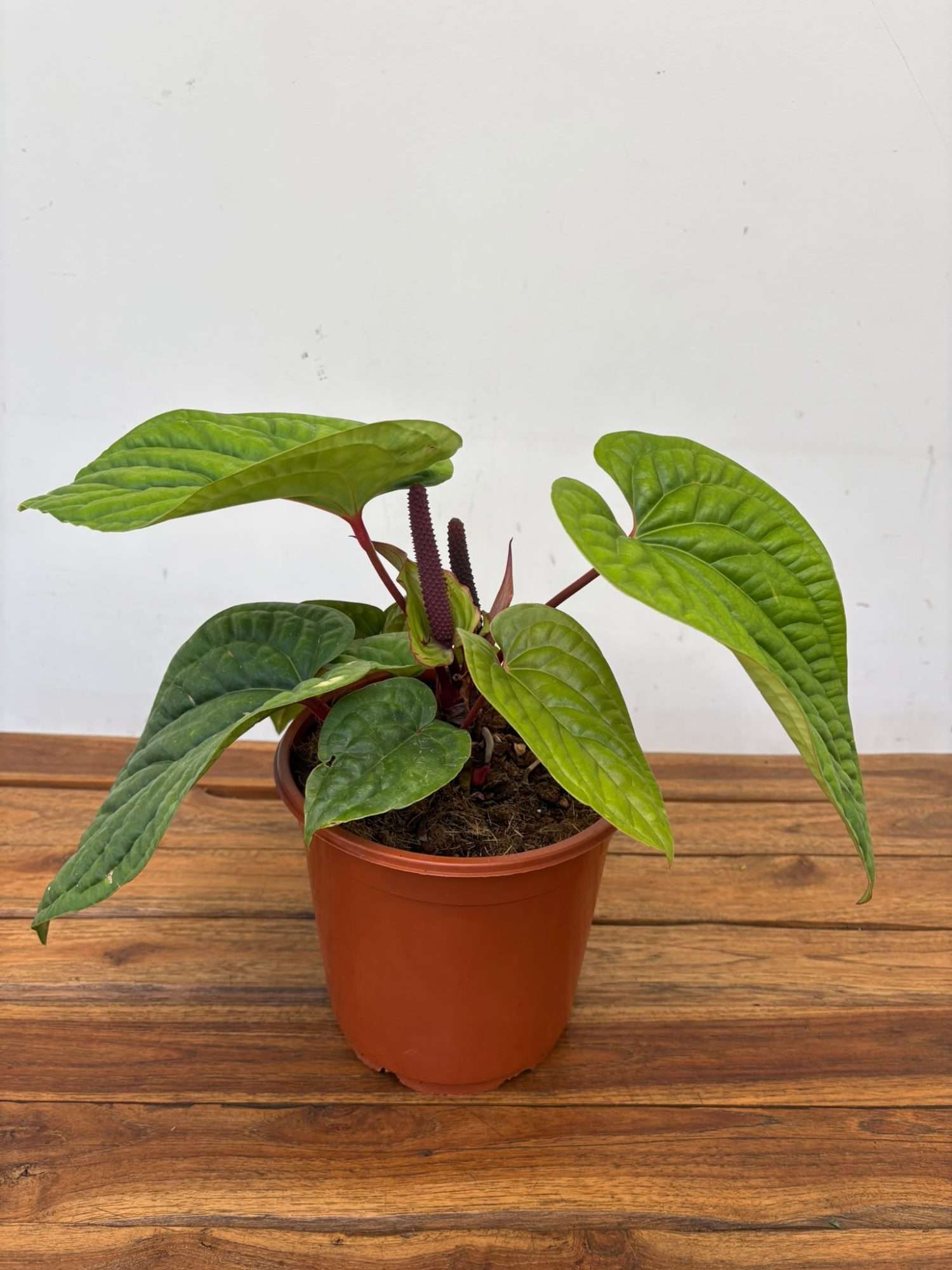 Anthurium 'Luxurians x Radicans' - V.21