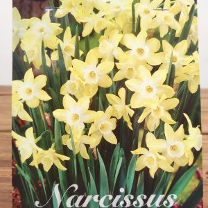 Narcissus Pipit - 7 Unid.