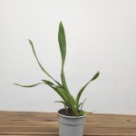 Cambria Sem Flor - V.12