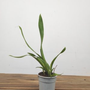 Cambria Sem Flor V.12