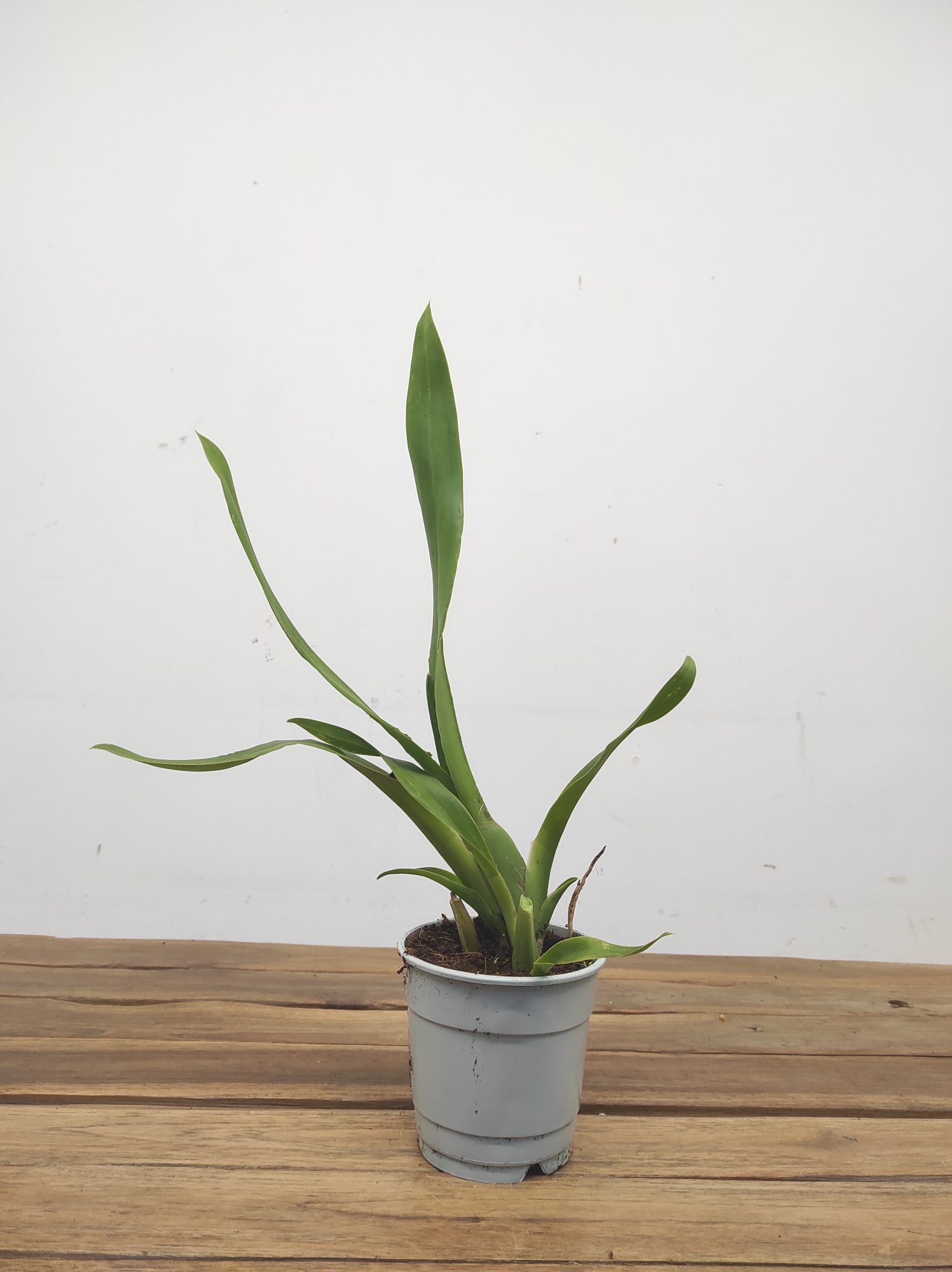 Cambria Sem Flor V.12