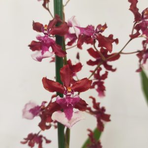 Cambria - 2/3 Hastes