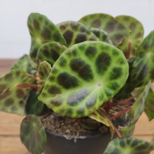 Begonia Kingiana