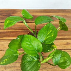 Epipremnum Pinn. 'Aureum' V.12