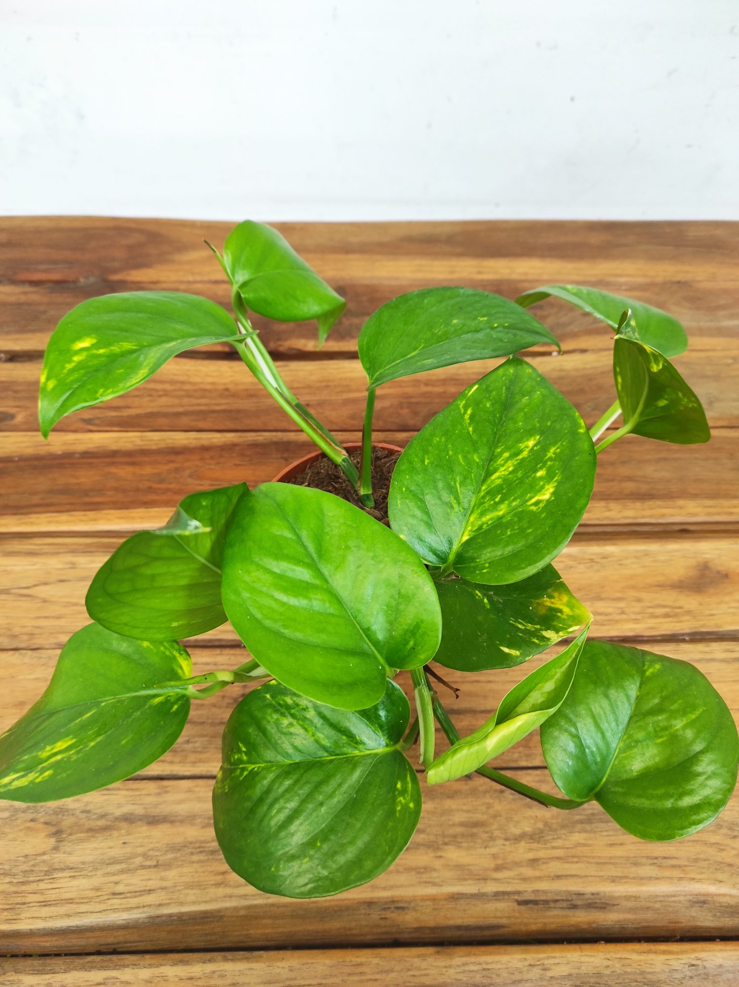 Epipremnum Pinn. 'Aureum' V.12