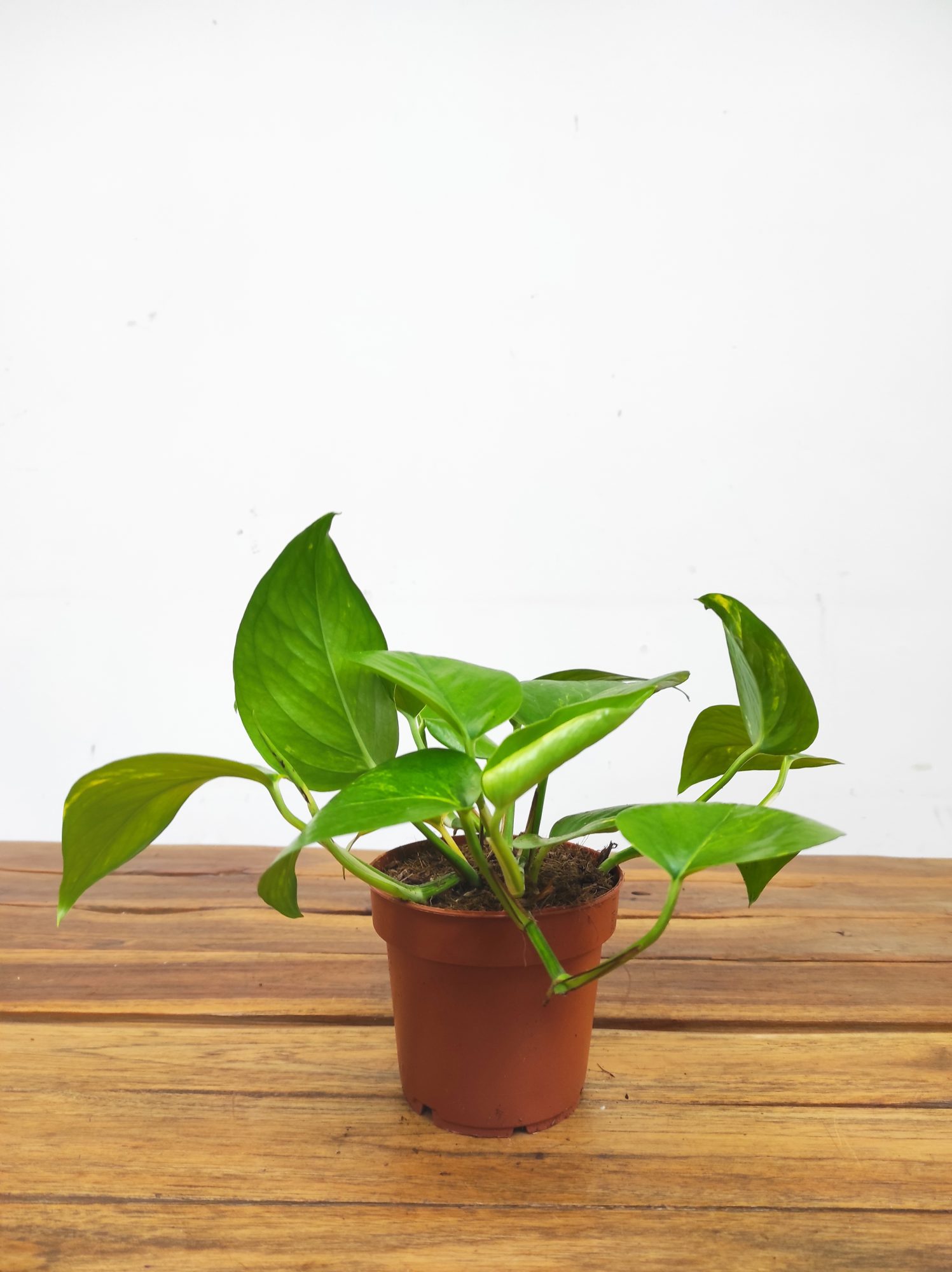 Epipremnum Pinn. 'Aureum' V.12 - Image 2