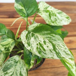 Epipremnum Pinnatum Marble King