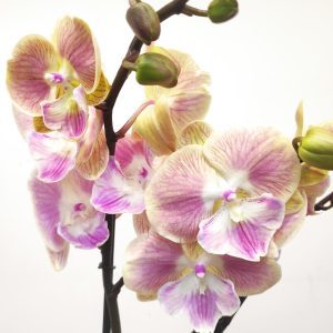 Phalaenopsis Especial V.12