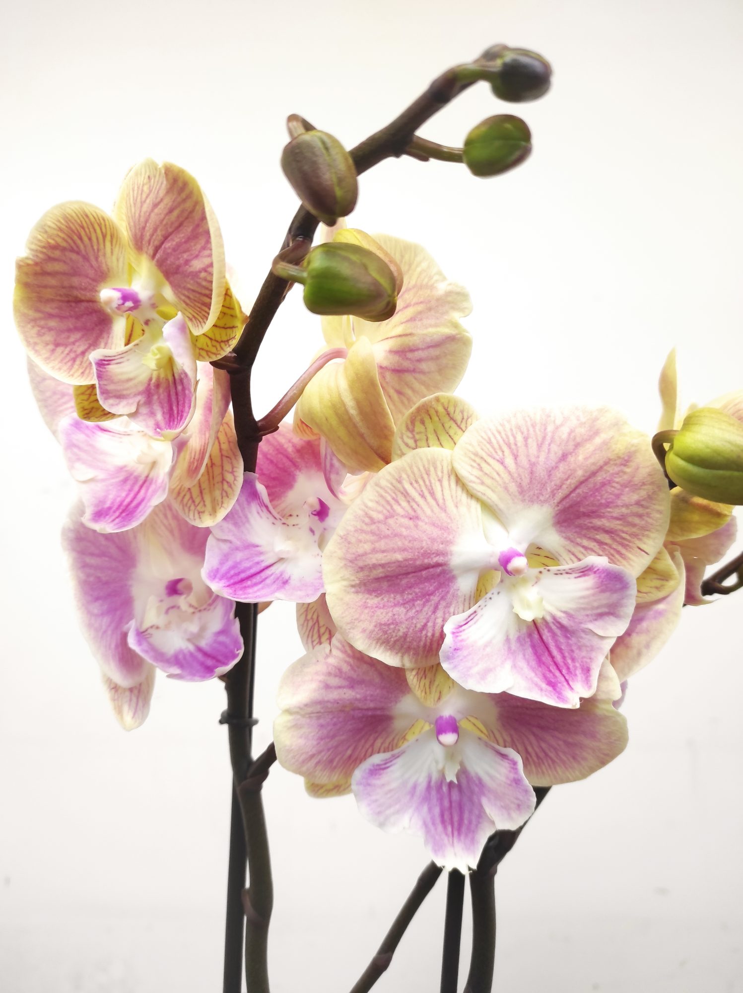 Phalaenopsis Especial V.12