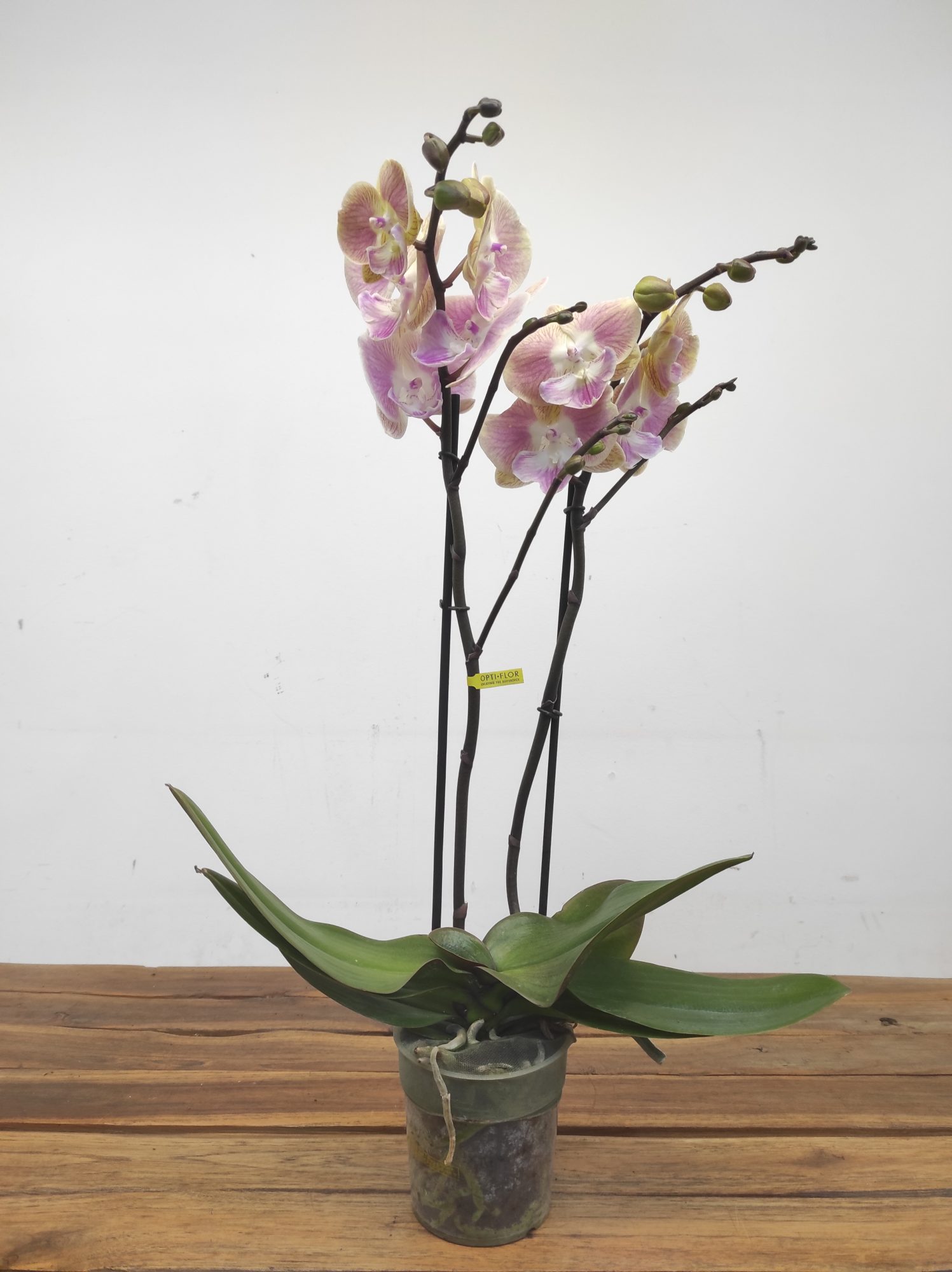 Phalaenopsis Especial V.12 - Image 2