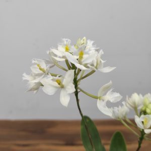 Epidendrum Branco