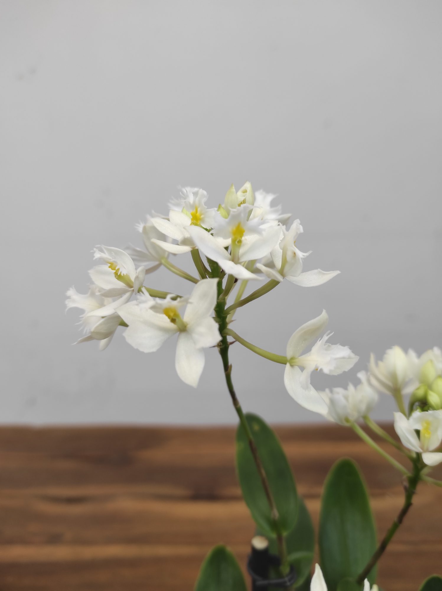 Epidendrum Branco