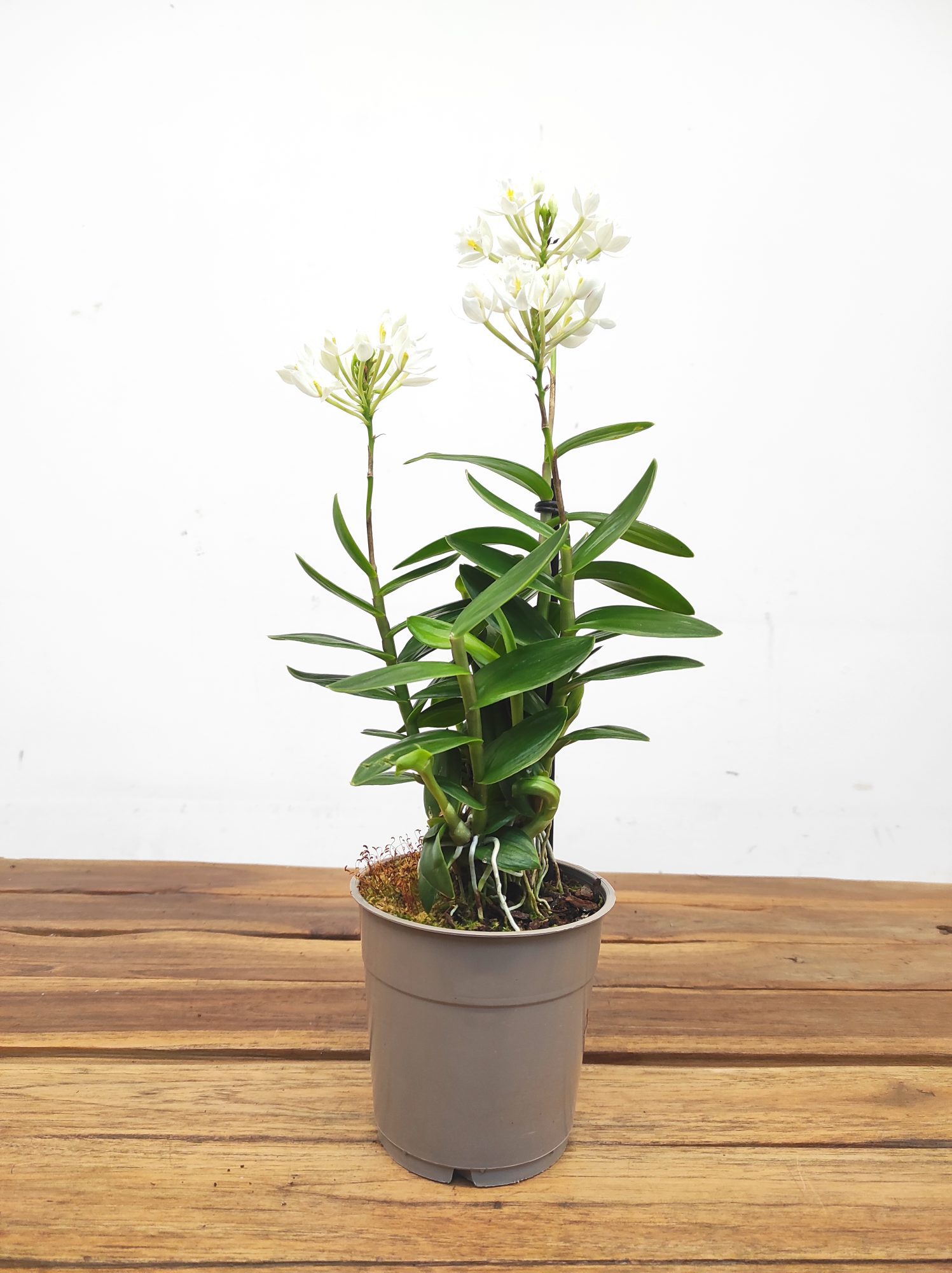 Epidendrum Branco - Image 2