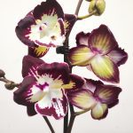 Phalaenopsis 'Clementine' V.12