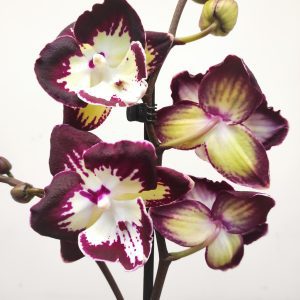 Phalaenopsis 'Clementine' V.12