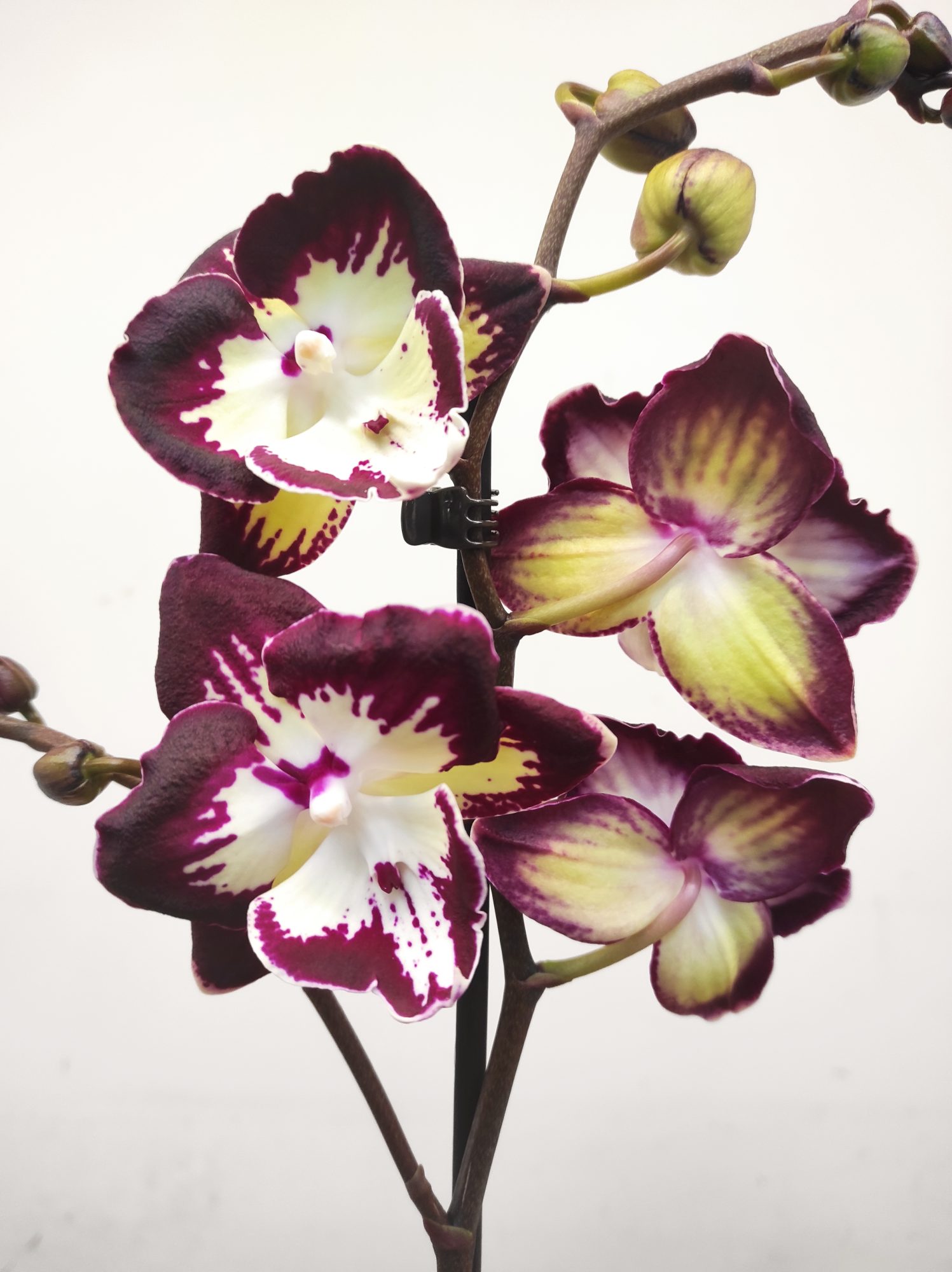 Phalaenopsis 'Clementine' V.12