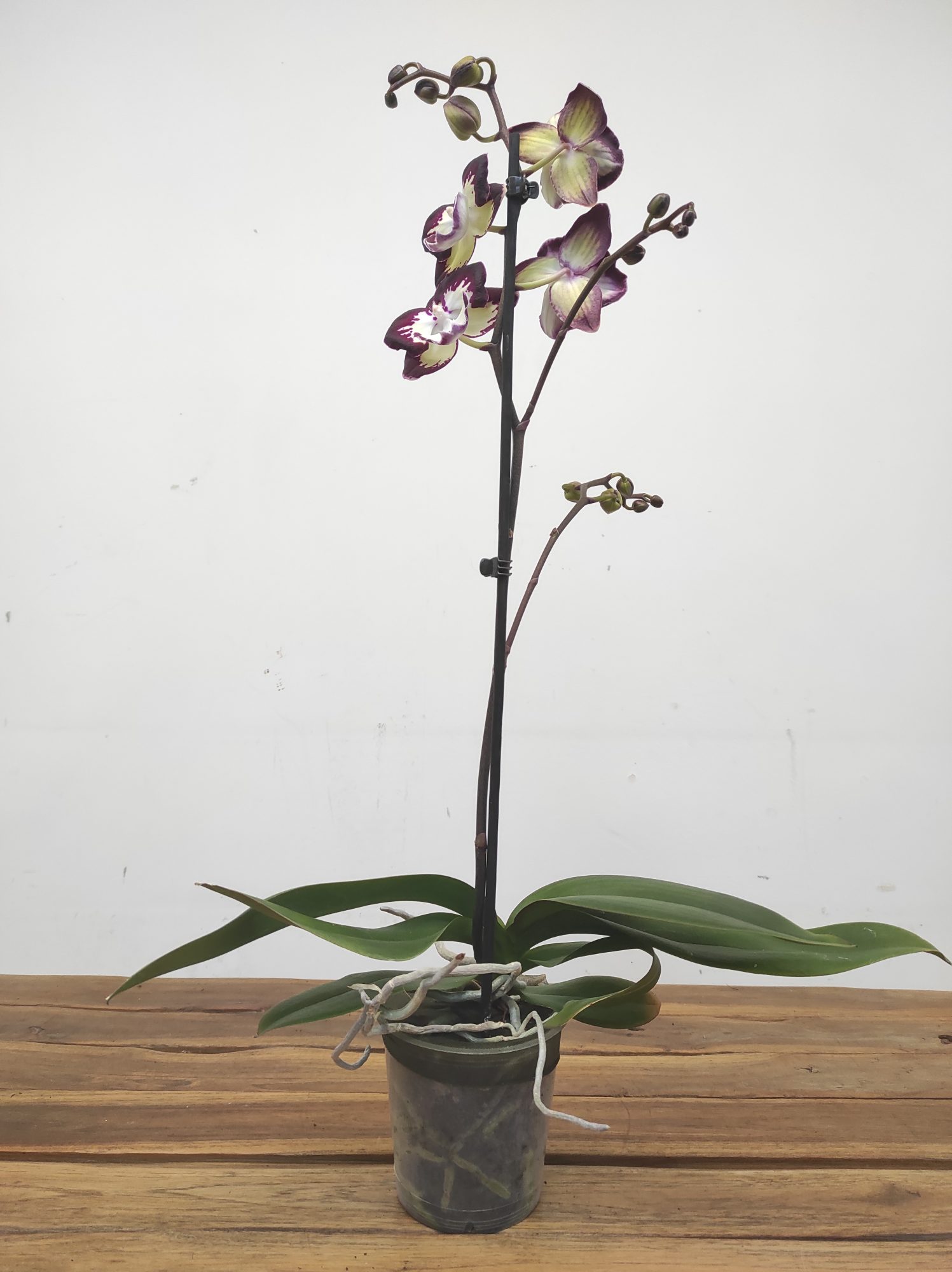 Phalaenopsis 'Clementine' V.12 - Image 2