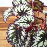 Begonia Rex