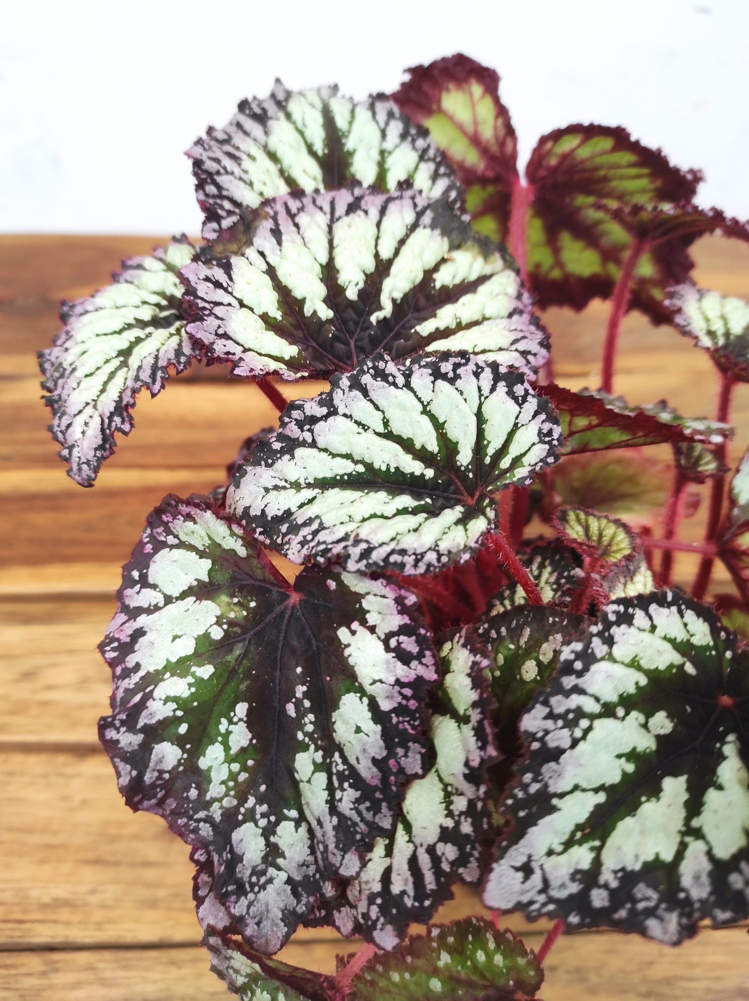 Begonia Rex