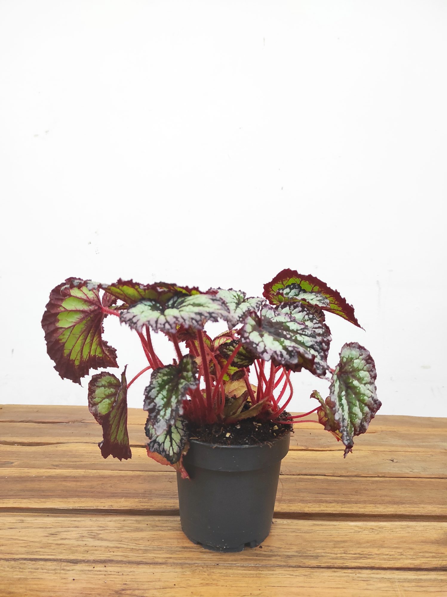 Begonia Rex - Image 2