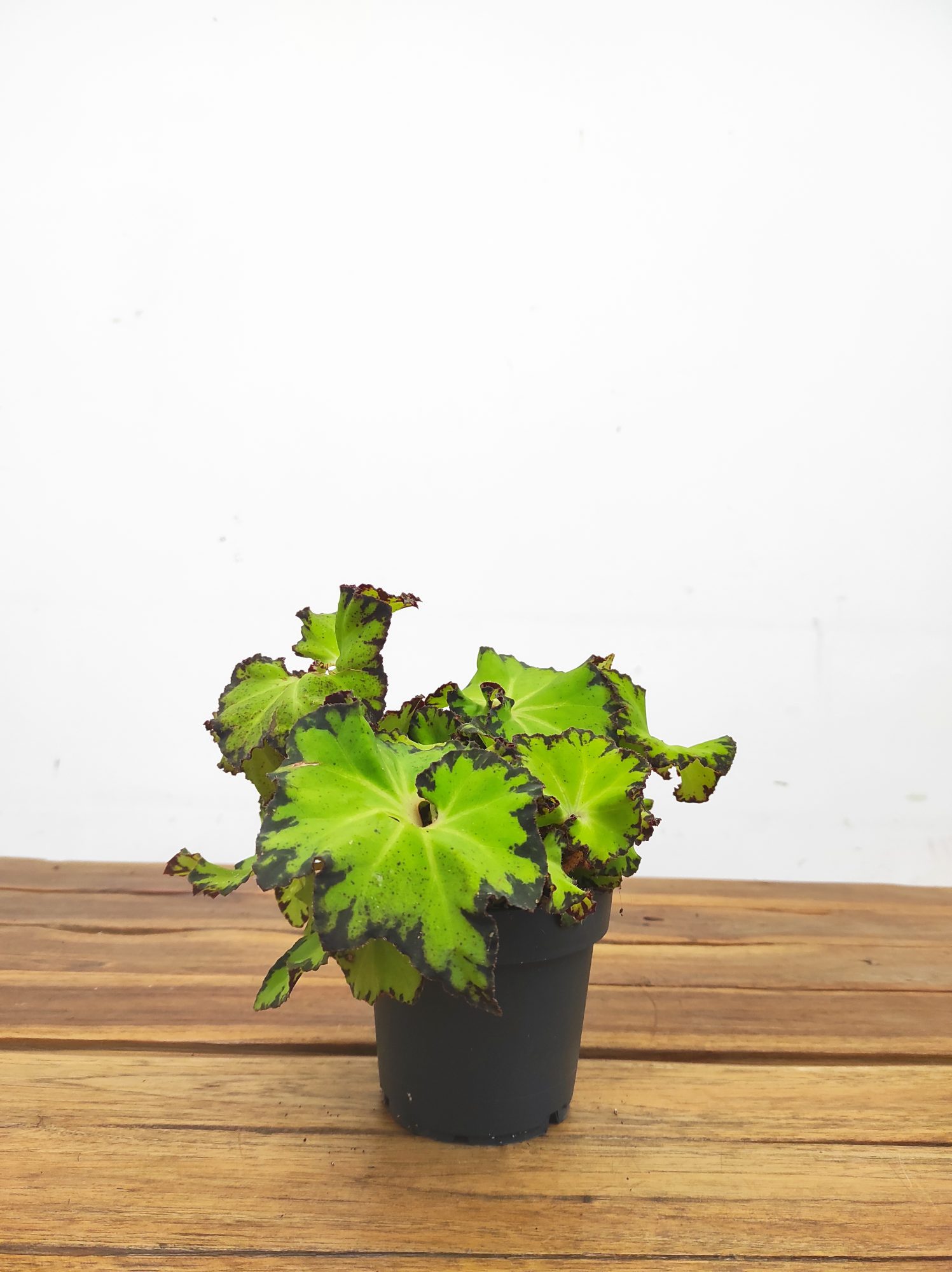 Begonia Rex - Image 2