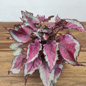 Begonia Rex
