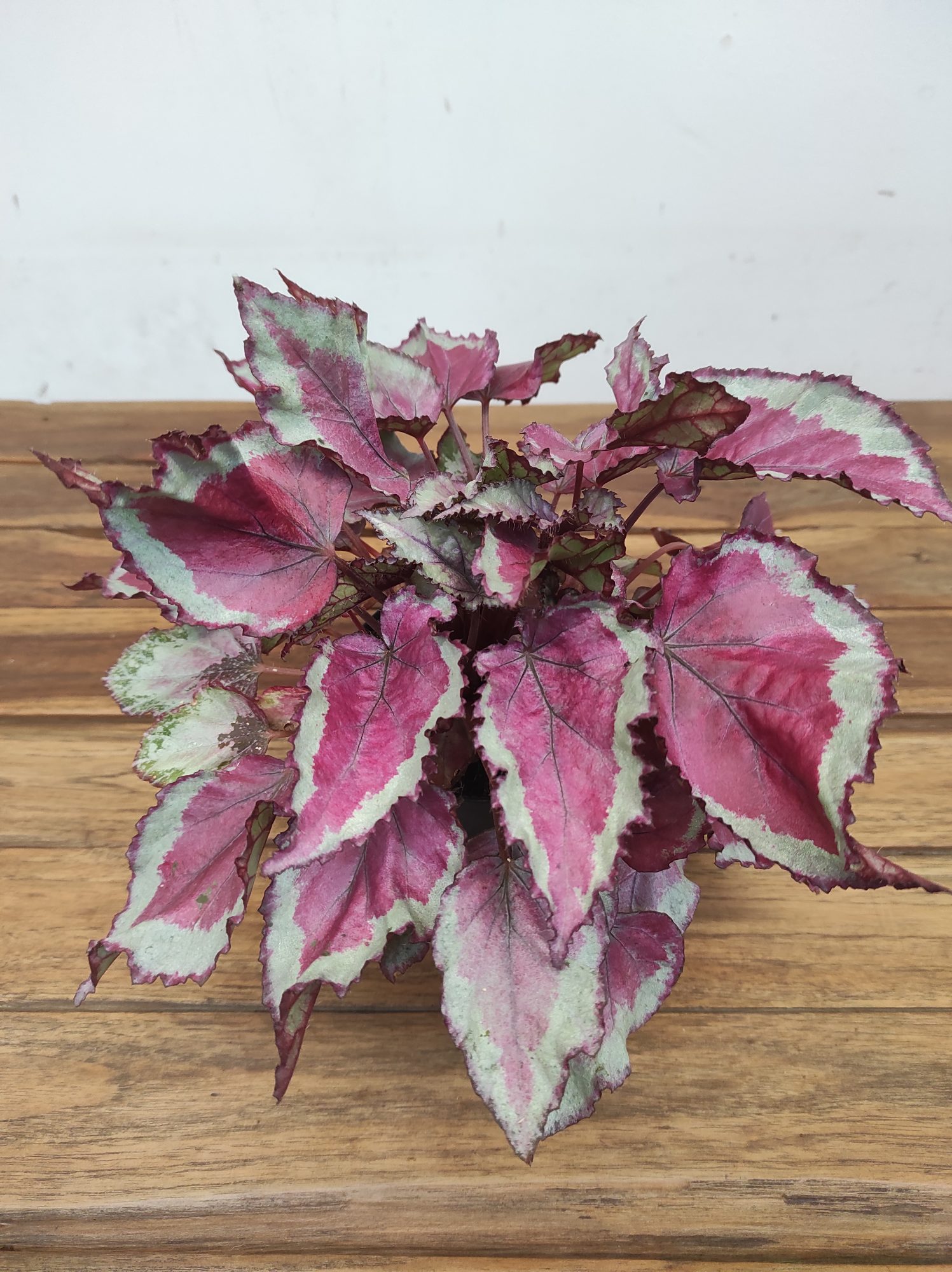 Begonia Rex