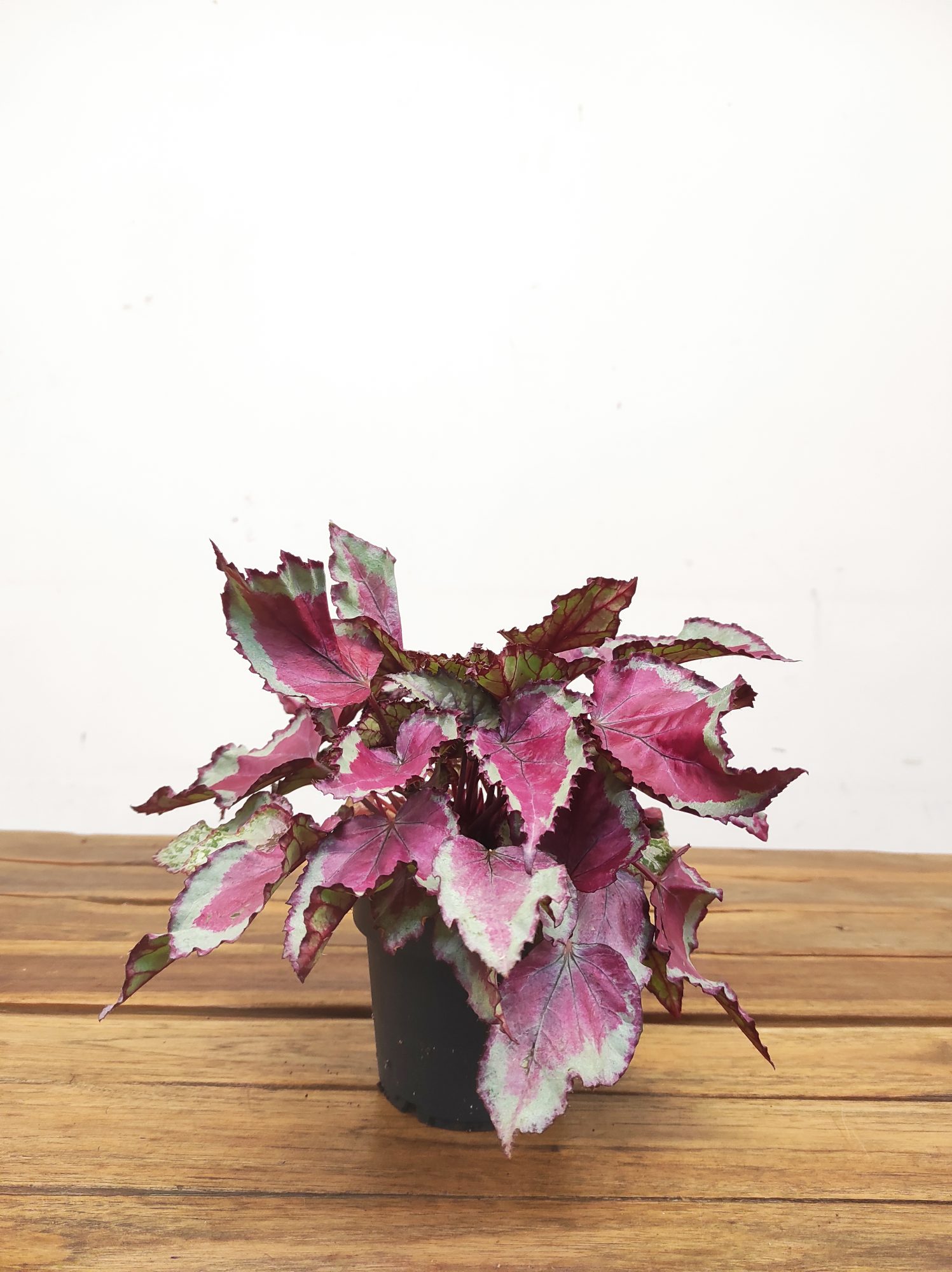 Begonia Rex - Image 2