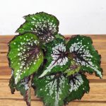 Begonia Rex