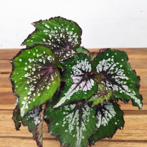 Begonia Rex