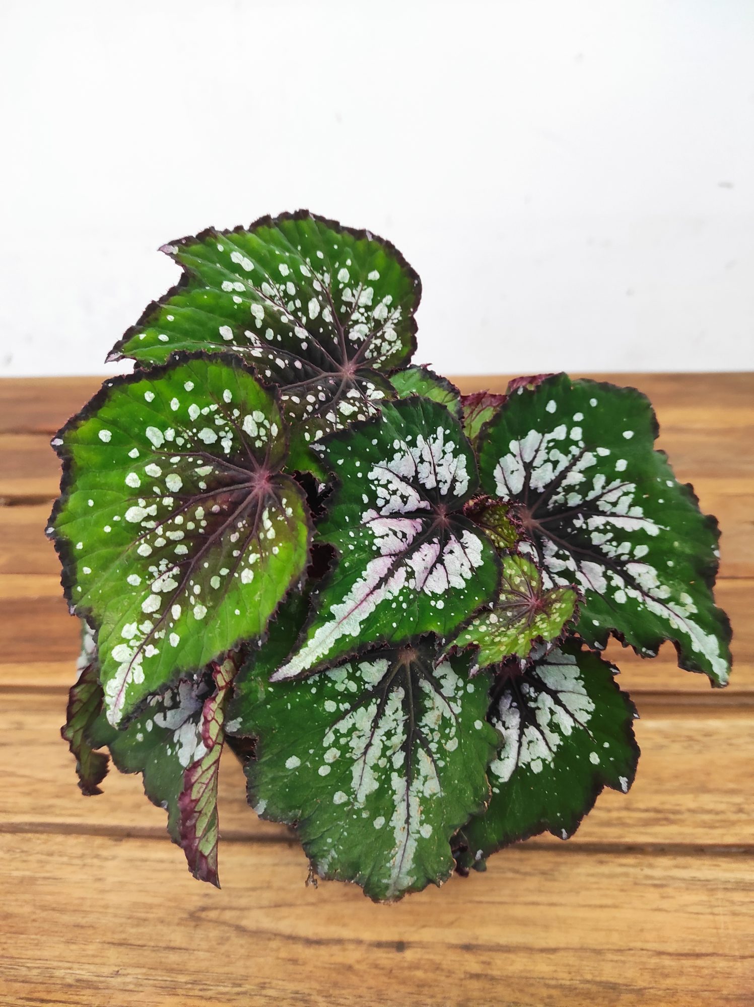 Begonia Rex