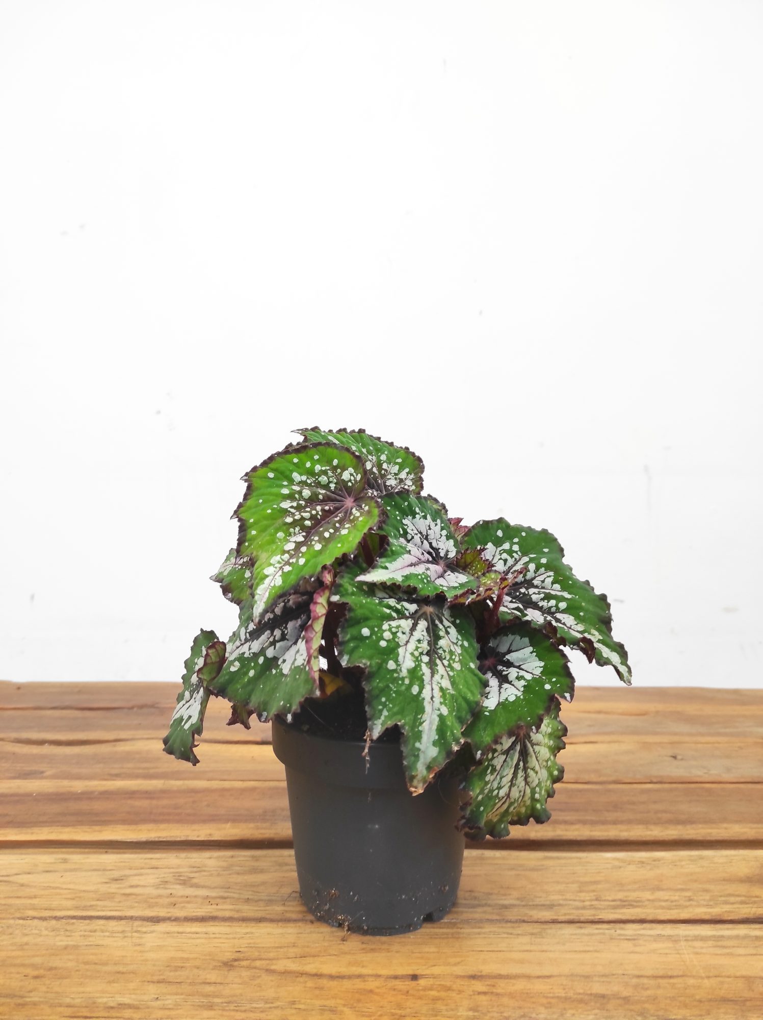 Begonia Rex - Image 2