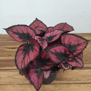 Begonia Rex